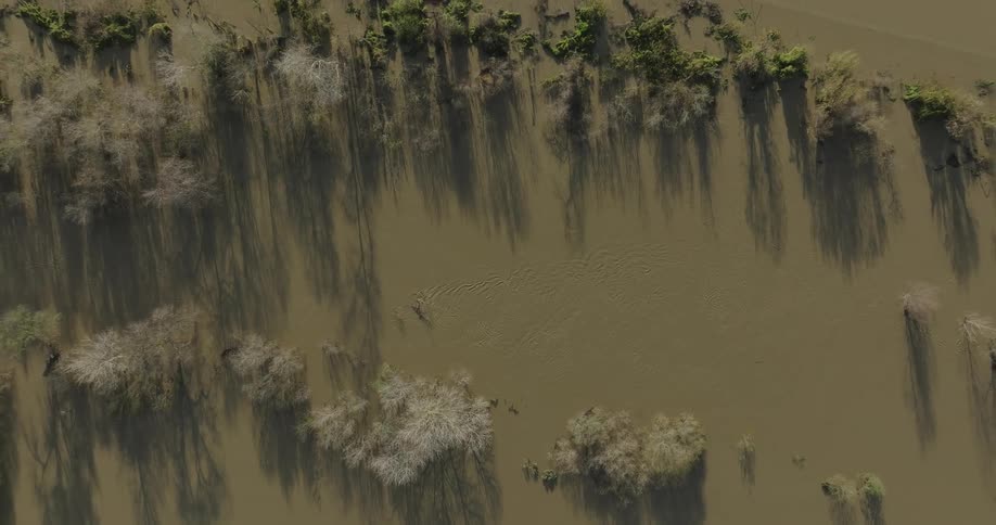 The swamp is green and full of water