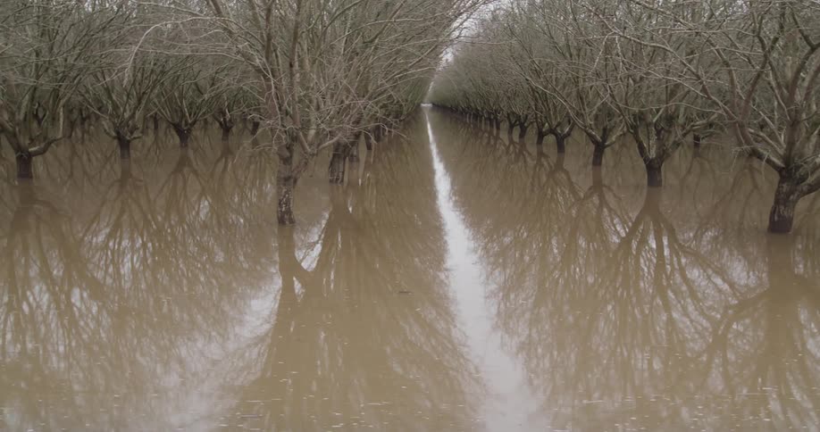 A flooded orchard with rows of bare trees partially under water