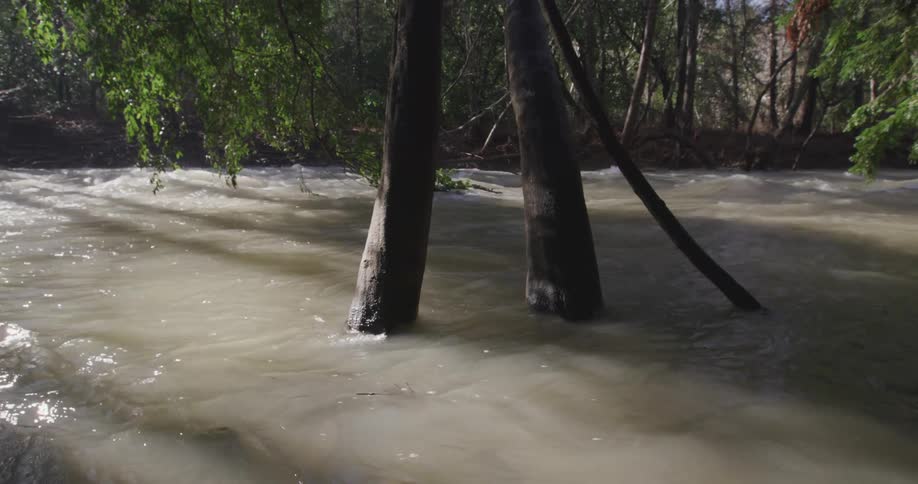 River flowing and overflowing in the midst of a forest