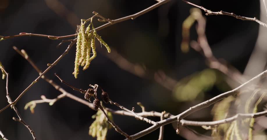 A closeup of bare branches with hanging catkins illuminated by natural light