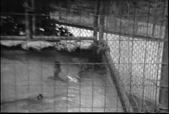 Otters swimming in a cage