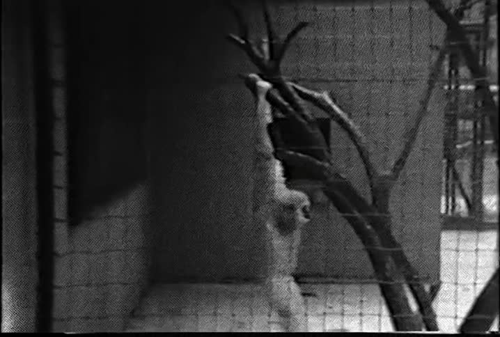 A monkey swinging from a tree inside an enclosure while the film gets fuzzy sometimes