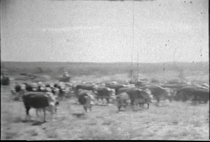 Farmers ride horses to round up cattle in a field