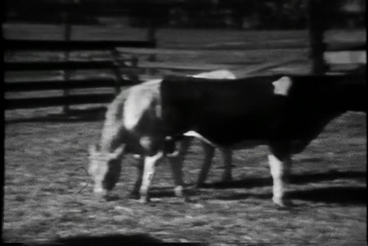 Cows graze in a fenced in enclosure