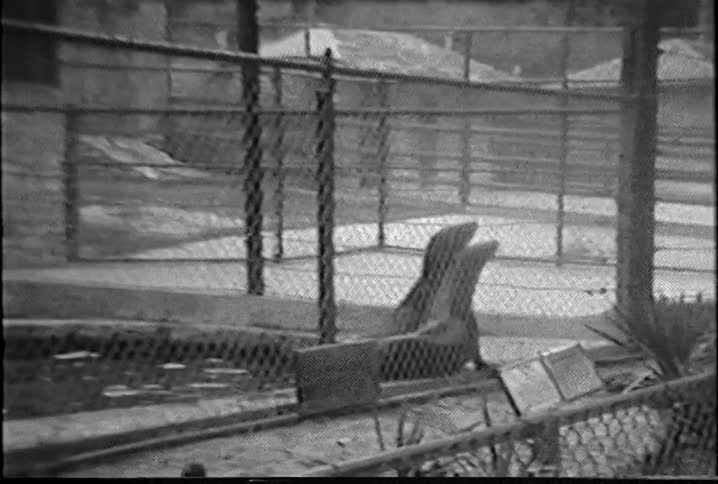 Two seals bark at each other in a zoo enclosure