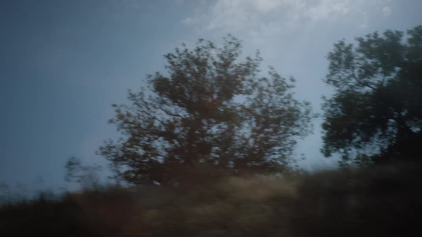 A view of some trees outdoors on a hill