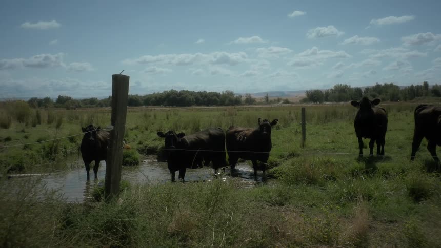 Oxen in a field next to a lake during the day