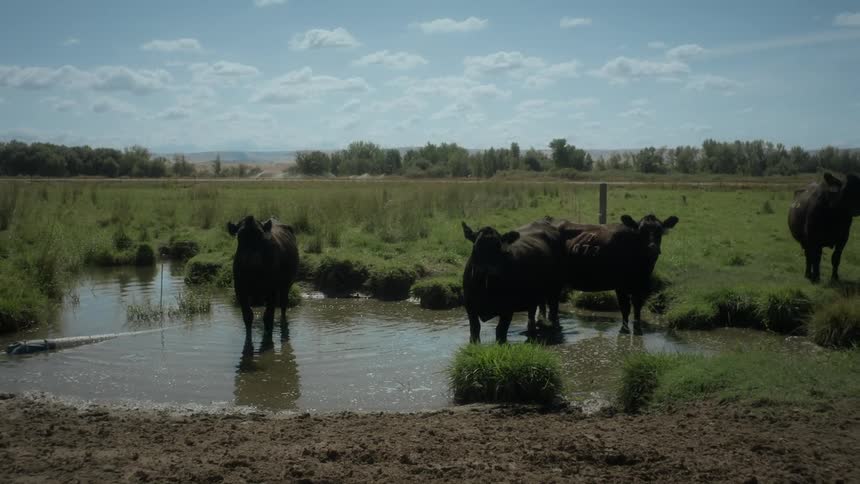 A herd of cows in a meadow with a small lake on a sunny day