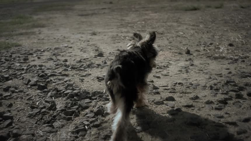 Small dog walking on the clay