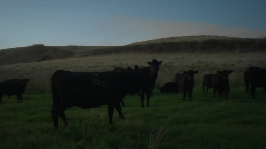 Black oxen in a post in a morning