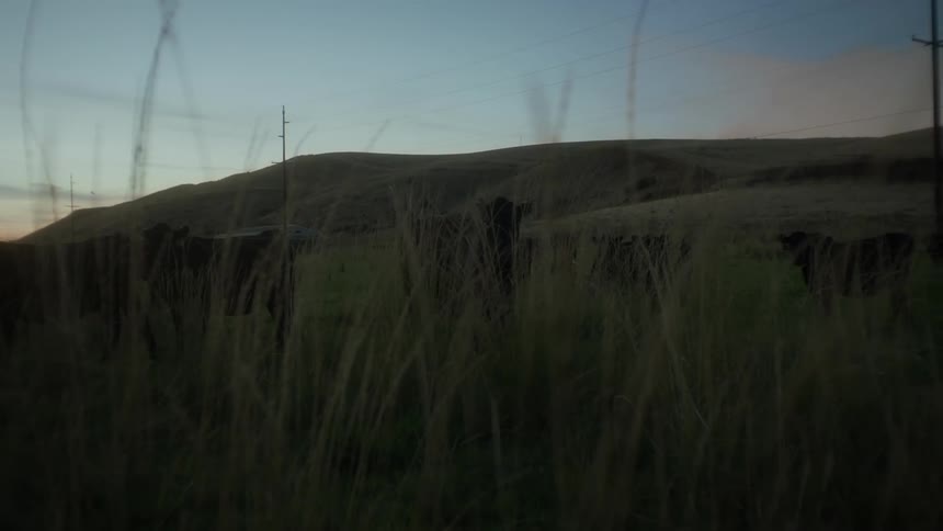 A clip of cows grazing