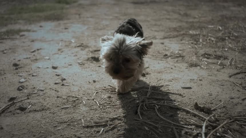 A small dog walking on a dirt path next to a person