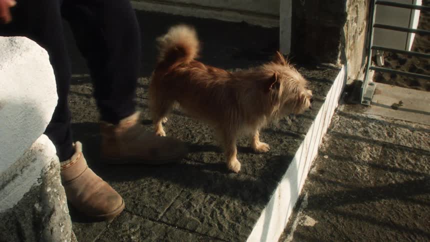 Dog barking and its owner next to it