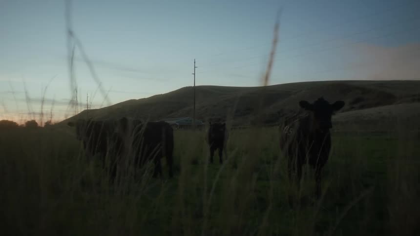 Several cows stand around in a pasture