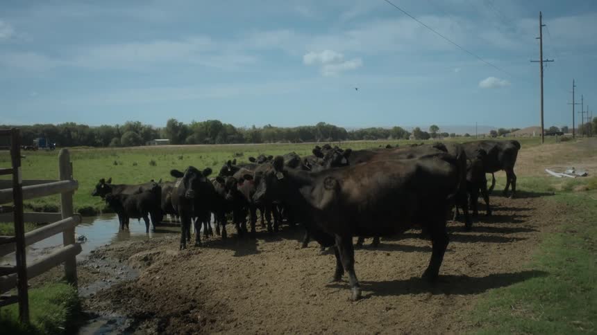 A herd of cattle outdoors on a sunny day