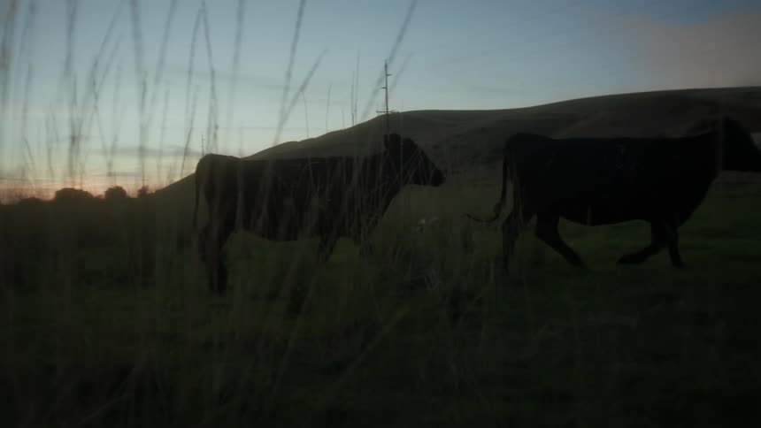 Cows walking through the pasture in a morning