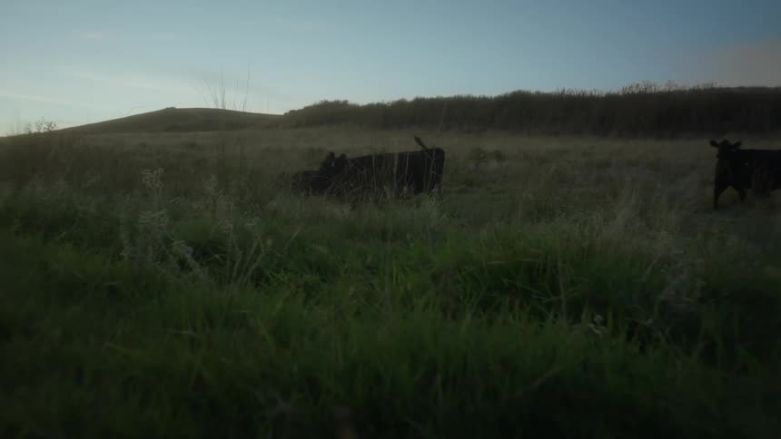 Angus cattle in a field on a morning