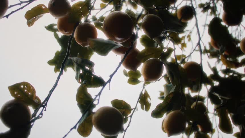 Several lemons hanging from the branches of a tree