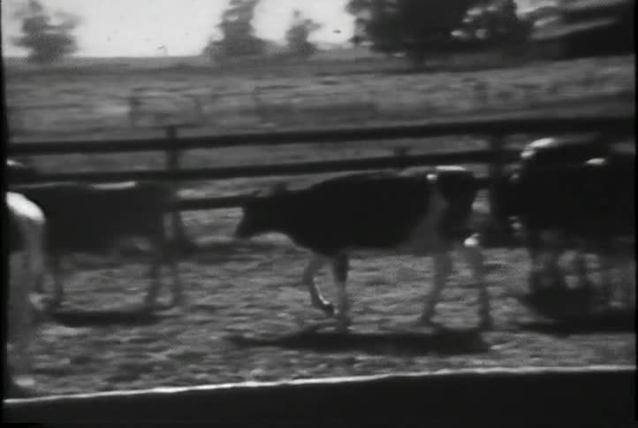 Cows are contained in a fenced area