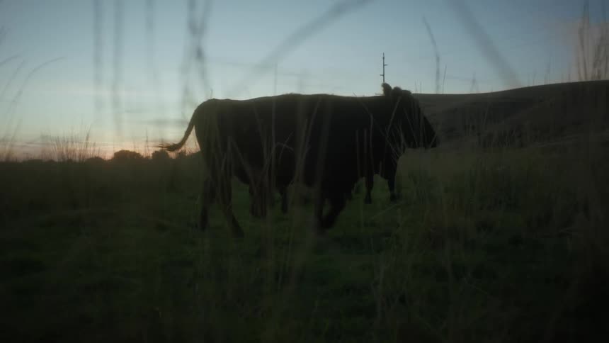 Cows walk through a pasture