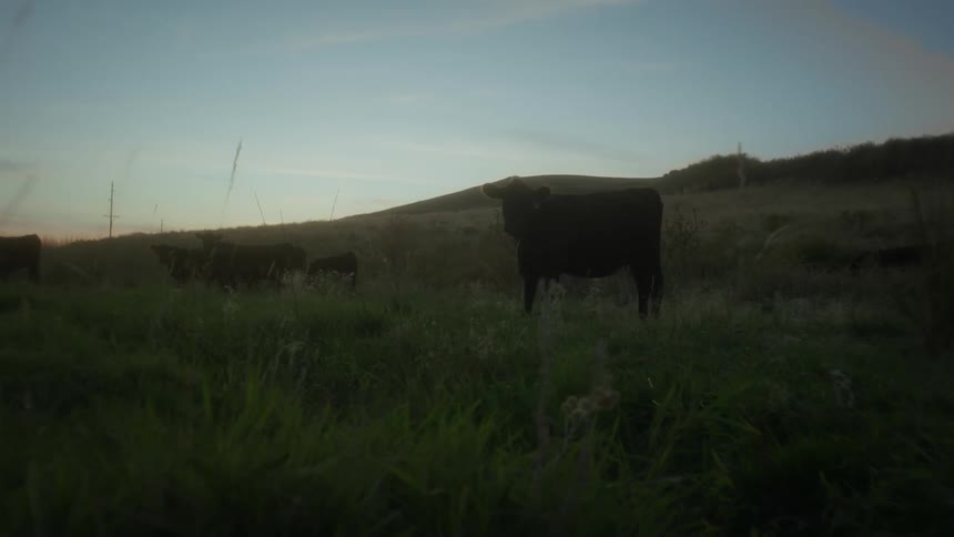 Cows and oxen in a field with pasture one morning