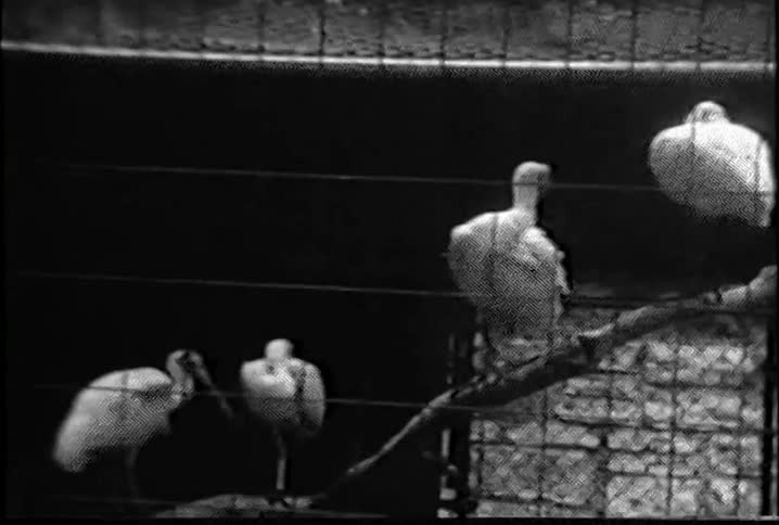 Pelicans stand perched in an enclosure