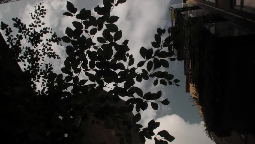 Plants on the walls of buildings in the urban city