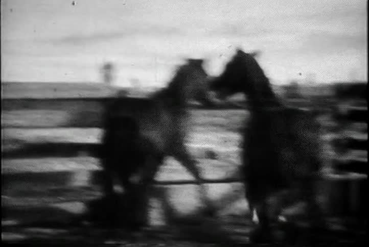 Horses are in a farm behind a wooden fence
