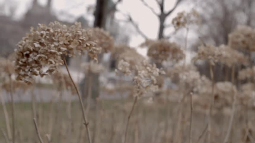 Blooming weeds sway on a breezy day
