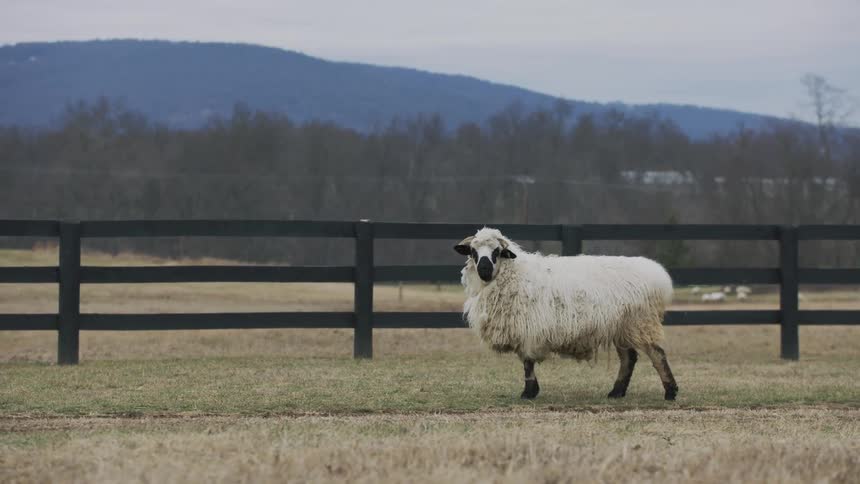 A very shaggy sheep stands outdoors in a fenced in enclosure