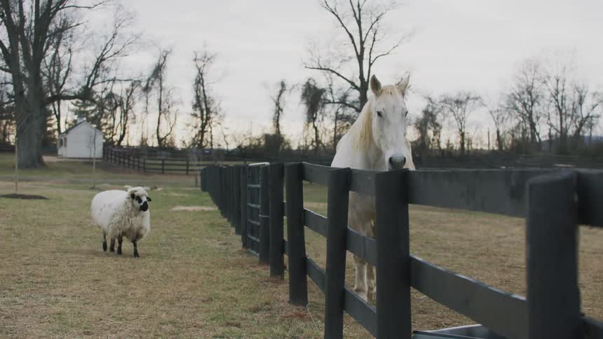 A horse and a sheep on a ranch at dusk