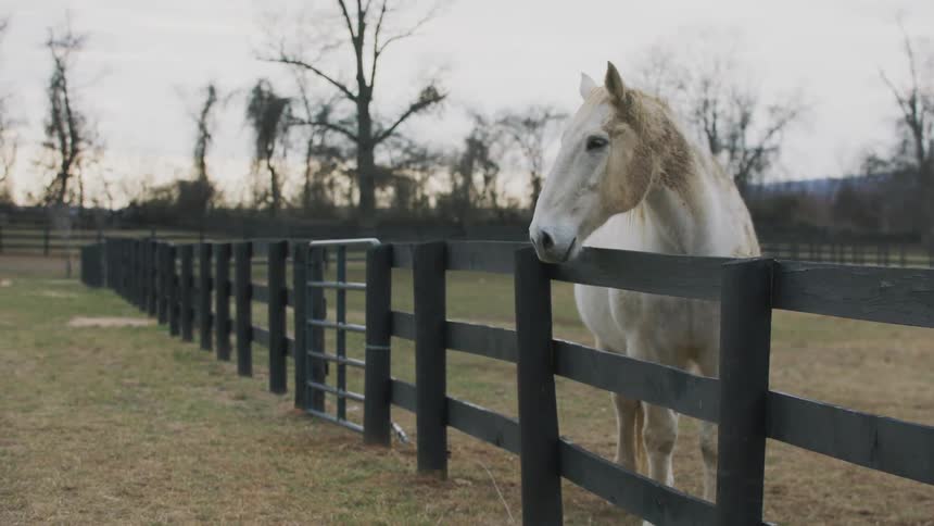 A white horse alone in a corral