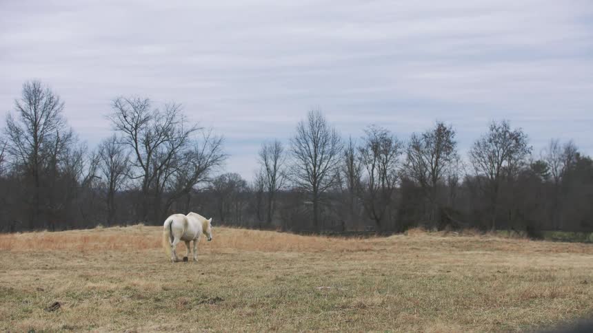 A white horse walking in a field of dry grass