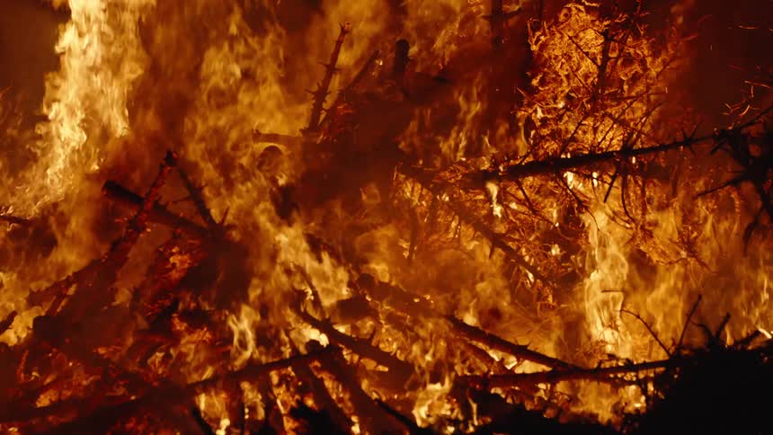 Trees burn in a raging forest fire as blazing flames rise