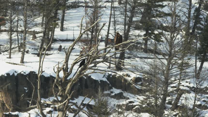 Birds on a tree in a snow covered forest