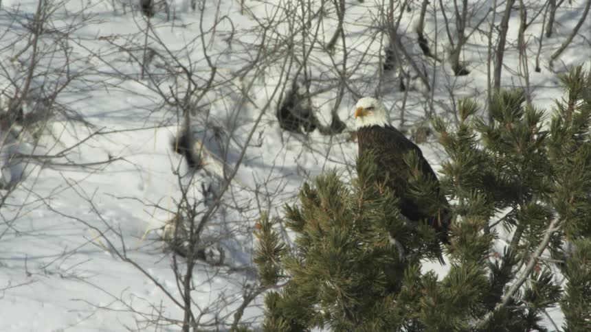 A bald eagle sitting in a tree on a snowy winter day