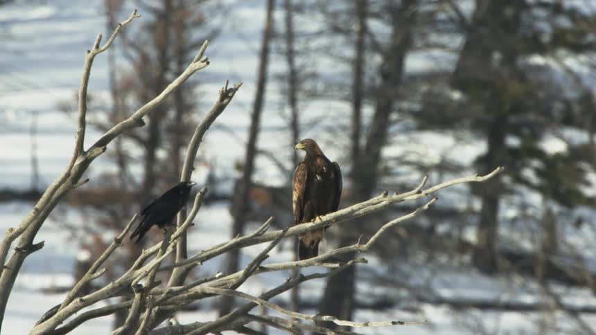 A golden eagle and a raven on a tree branch
