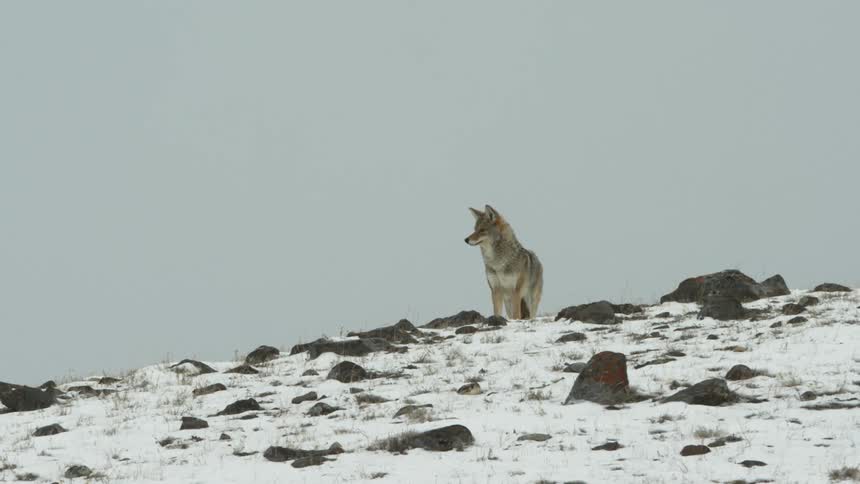 A coyote stands on a rocky snow covered hill in the day