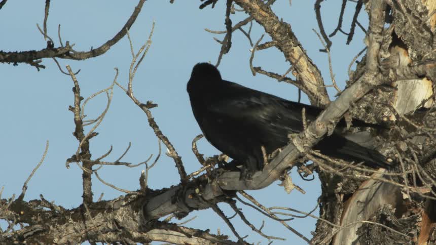 A raven on top of a dry tree branch