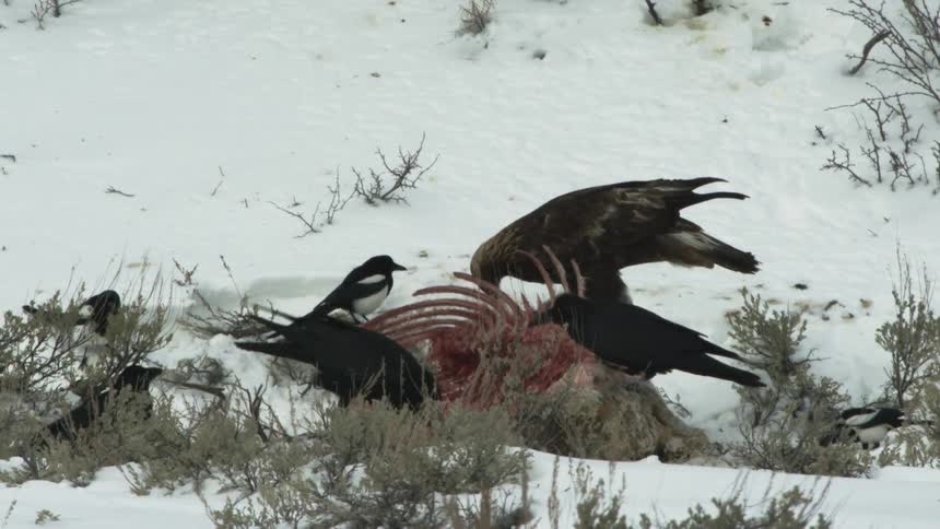 Golden eagle and birds eating a dead animal in a snowy landscape
