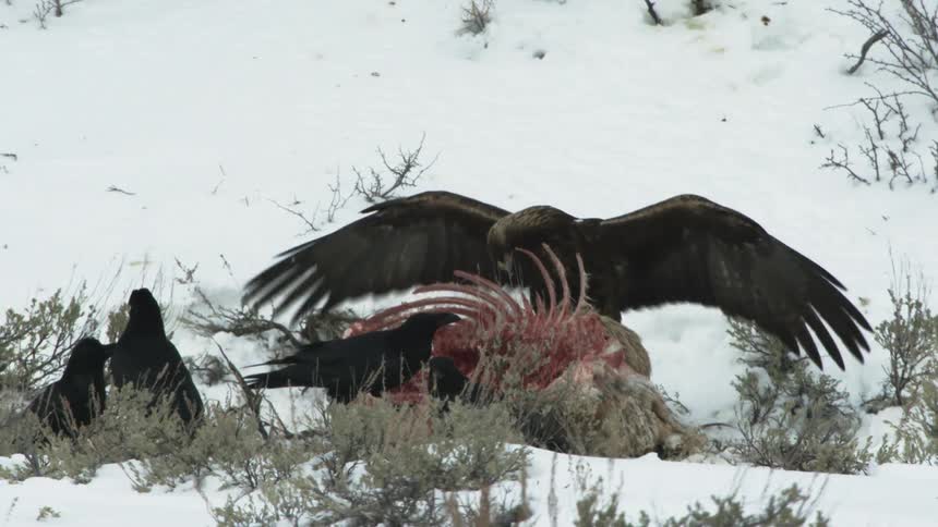 An eagle eating an animal carcass in the snowcovered field