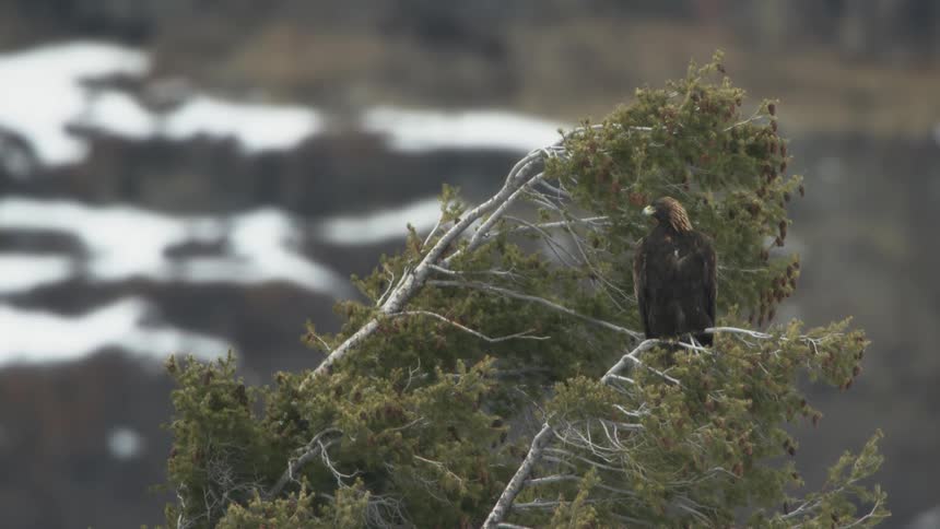 Raptor perched in tree overlooking snow covered slope