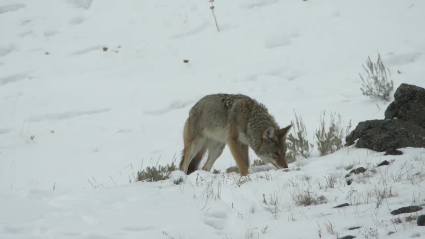 A coyote wanders around a small outcropping of rocks