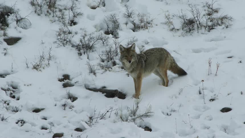 A coyote walking on the land covered in snow during the day