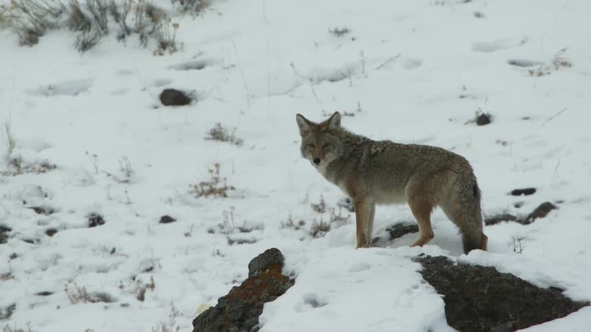 A coyote looks around in a snowy landscape and walks out of frame