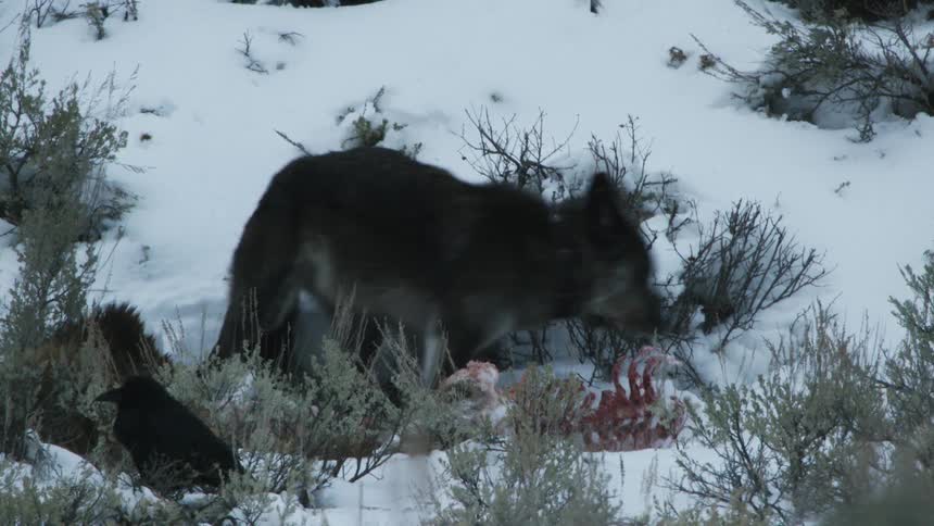 A bunch of scavenging birds jump on a carcass after a wolf leaves