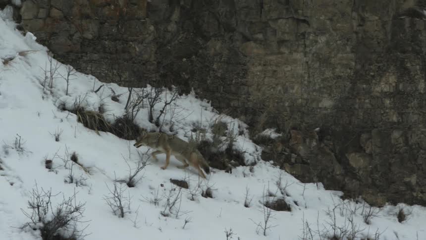 A coyote walking in snow along the bottom of a cliff