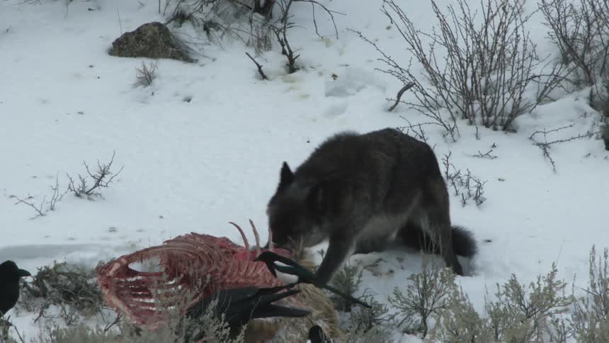 A wolf and some ravens scavengin an animal carcass in the snow
