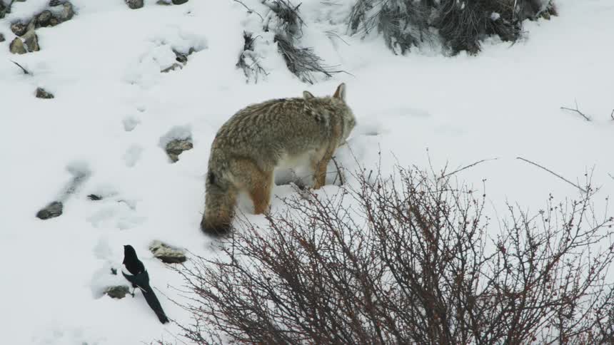 Coyote scavenging on a snowy hillside