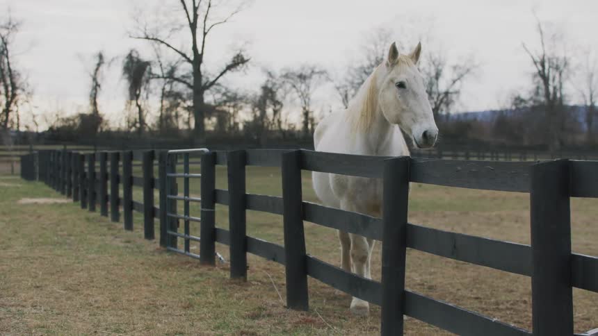 A white horse standing behind a fence on a farm